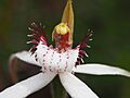Caladenia longicauda clivicola 02