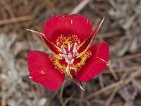 Calochortus venustus - Flickr 012