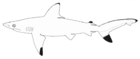 Carcharhinus hemiodon nmfs 2.png