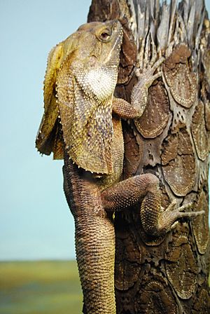 Chlamydosaurus kingii -Taronga Zoo, Sydney, Australia-8a