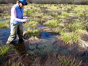 Conducted Oregon Spotted Frog Egg Mass Survey