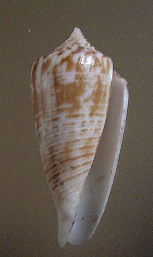 Conus mucronatus 001.jpg