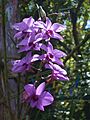 Cooktown orchids and bud