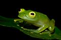 Cricket Glass Frog - Hylinobatrachium colymbiphyllum Plantation Road