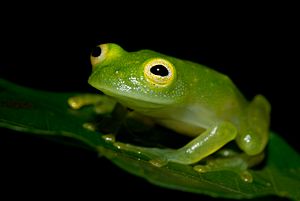 Cricket Glass Frog - Hylinobatrachium colymbiphyllum Plantation Road.jpg