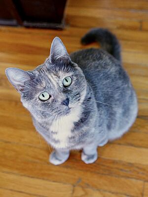 Dilute tortoiseshell feline