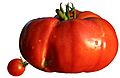Diversité taille tomates.jpg