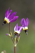 Dodecatheonclevelandii1.jpg
