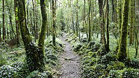 Dromore Wood path.JPG
