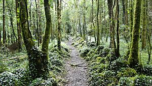 Dromore Wood path