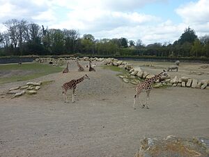 Dublin Zoo (7054451849)