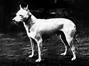 English White Terrier 1890