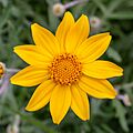 Eriophyllum lanatum, Christchurch Botanic Gardens, New Zealand 03