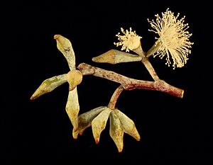 Eucalyptus albens flowers
