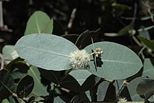 Eucalyptus neglecta buds