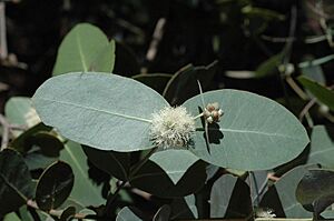 Eucalyptus neglecta buds