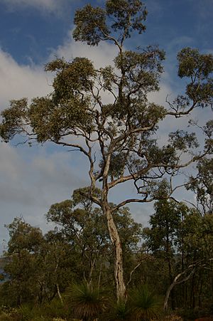 Eucalyptus wandoo gnangarra.JPG