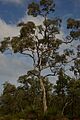 Eucalyptus wandoo gnangarra