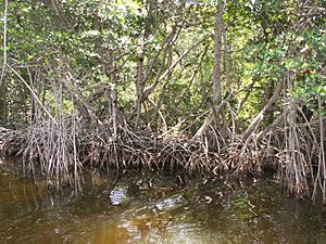 Everglades mangroves Buttonwood Canal