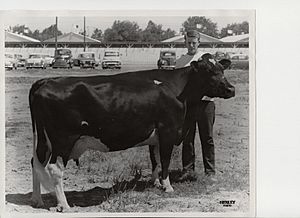 Exhibitor with cow and old cars