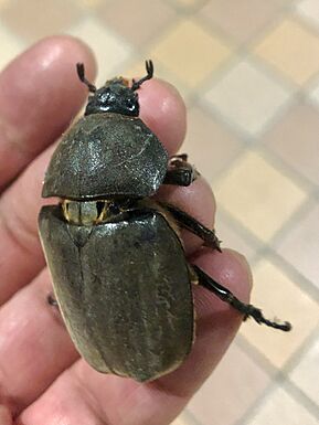 Female rhinoceros beetle on the hand