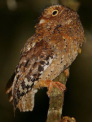 Flickr - Rainbirder - Sokoke Scops Owl (Otus ireneae).jpg