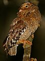 Flickr - Rainbirder - Sokoke Scops Owl (Otus ireneae)