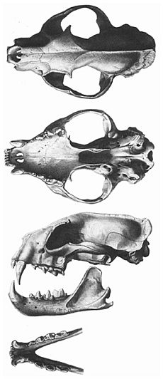 Fossa (mammal) skulls