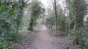 Foxley Wood 5
