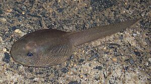 Giant Burrowing Frog (Heleioporus australiacus) tadpole
