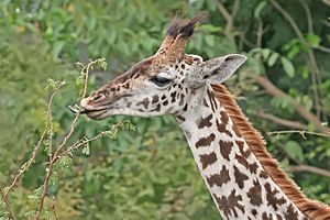 Giraffe feeding, Tanzania crop