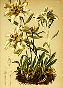 Gnaphalium leontopodium Atlas Alpenflora
