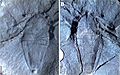 Goniotarbus angulatus holotype fossil dorsal ventral
