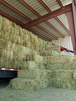Grass hay by David Shankbone