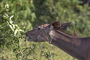 Greater kudu (Tragelaphus strepsiceros strepsiceros) female, with flies and oxpecker