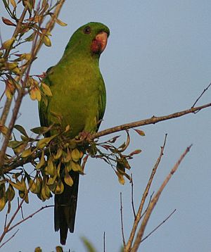 Green Parakeet -in tree -South Texas-8.jpg