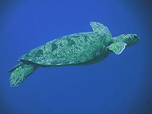 Green turtle Lakshadweep