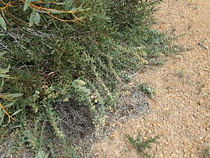 Hakea prostrata habit