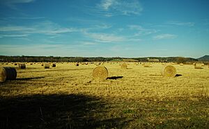 Hay-bales-tellico-plains-tn1