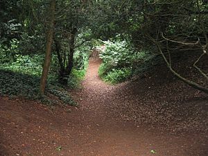 Hill fort ditch - Wandlebury Ring - geograph.org.uk - 1142095