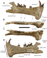 Holotype of Diegoaelurus vanvalkenburghae