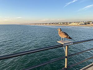 Huntington beach pier seagull 2023