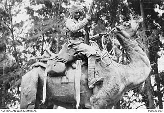 Indian Cameleer on Camel 1915