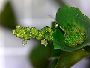 Indian acalypha (Acalypha indica) inflorescence