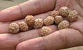 Jujube seed