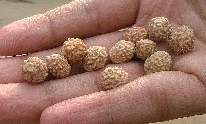 Jujube seed