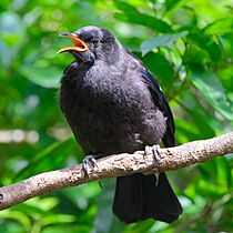 Juvenile tui perched on a branch, singing