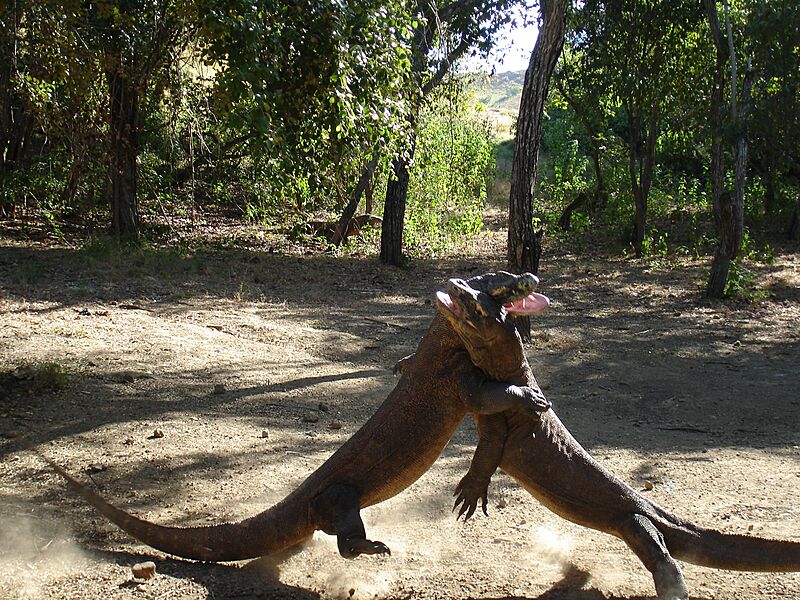 KomodoDragon Wrestle2