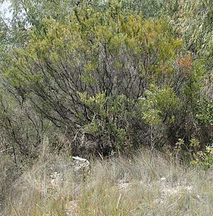 Kunzea spathulata habit