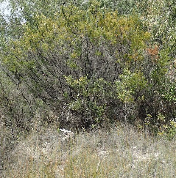 Kunzea spathulata habit